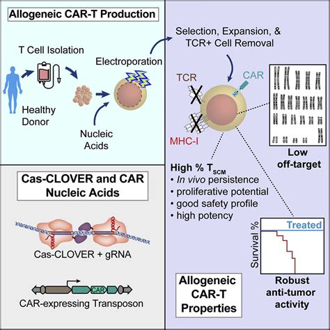 Cas CLOVER Is A Novel High Fidelity Nuclease For Safe And Robust