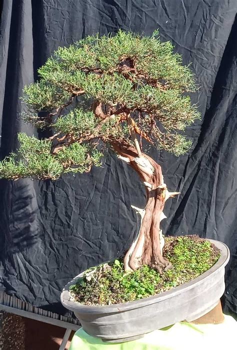 Bonsai JG Bonsai