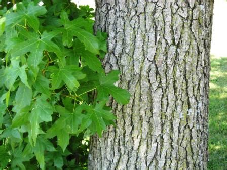 Sweet Gum Tree Bark