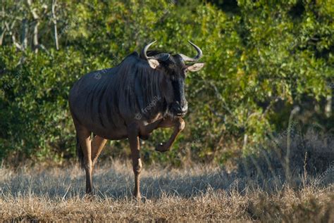 Premium Photo | Black wildebeest africa