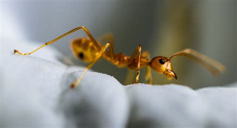 Macro, Red Ant, Ant, Insect, one animal, animal themes free image | Peakpx