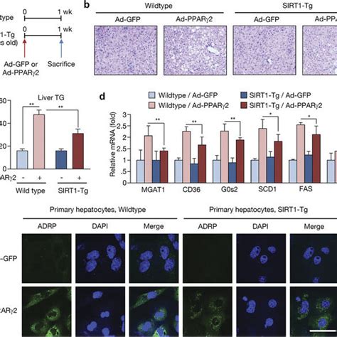 The Effect Of Sirt Overexpression Via Adenovirus Injection On