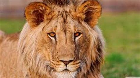 10 Interesting African Lion Facts | My Interesting Facts