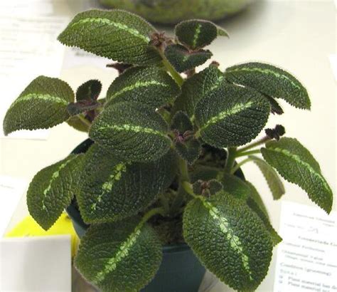 Episcia Cupreata ‘la Soledad Green Gesneriad Reference Web