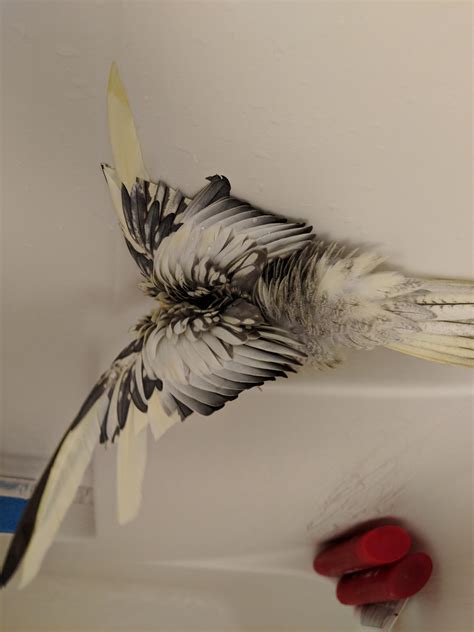 Best Shower Time Images On Pholder Aww Party Parrot And Hot Guys