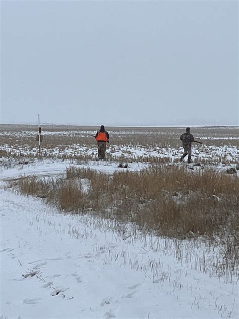 ultimate pheasant forum