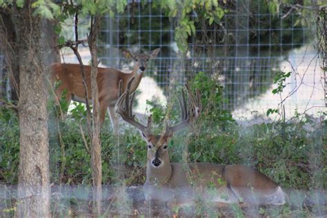 Million Dollar Deer Pussy Hot Naked