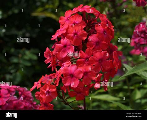 Red Flowers Phlox Paniculata Fall Phlox Garden Phlox Perennial