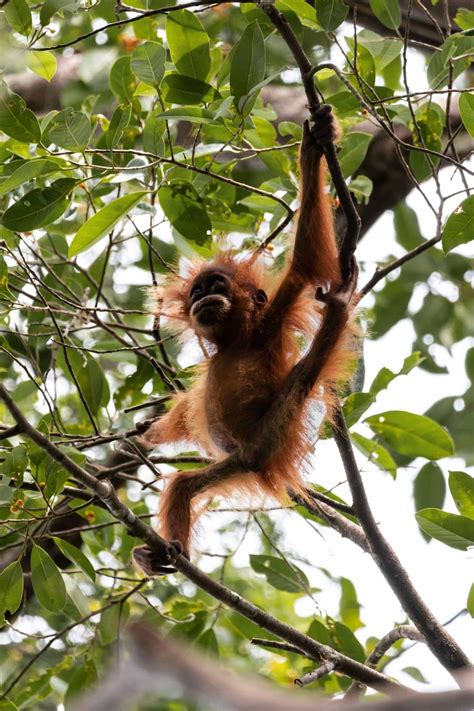 Sumatra Reise Orang Utan Dschungel Abenteurer In Bukit Lawang