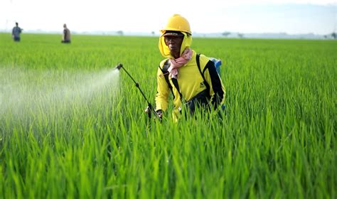 Strategi Kementan Tingkatkan Produksi Padi Di Banten Bisnistoday