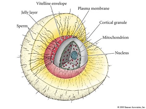 Developmental Biology