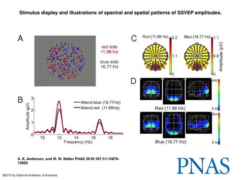 Stimulus Display And Illustrations Of Spectral And Spatial Patterns Of