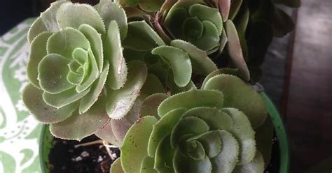 Aeonium Velour Album On Imgur