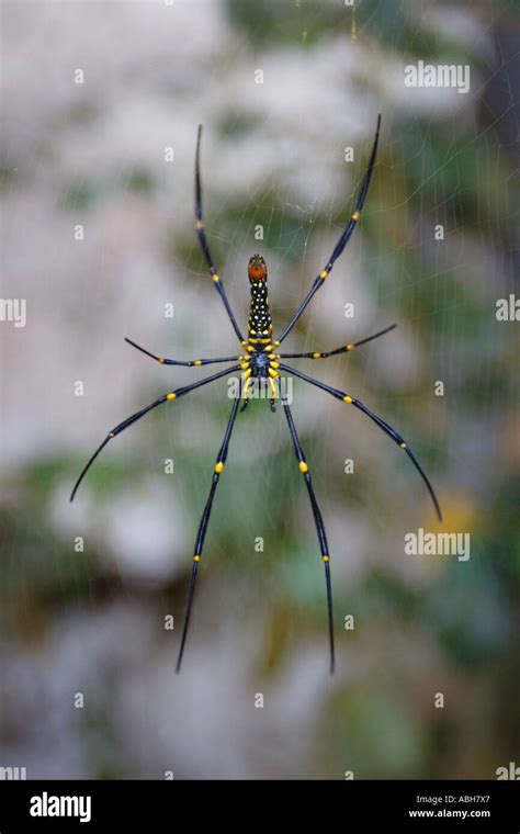 Orb Web Spider Nephila Maculata Giant Wood Spider Stock Photo Alamy