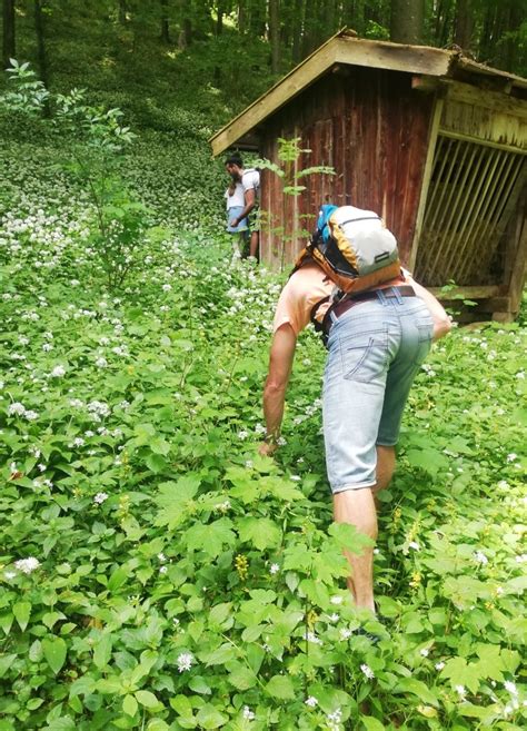 Wildkräuterwanderung Szeili Naturkosmetik