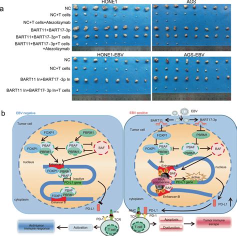 EBV MiR BART11 And EBV MiR BART17 3p Promote Tumor Escape In Xenograft