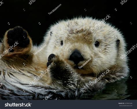 4,636 Sea otter fur Images, Stock Photos & Vectors | Shutterstock