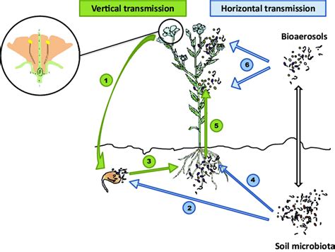 Schematic Diagram Representing The Sources Of Microorganisms Associated