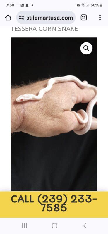 FEMALE SNOW TESSERA CORN SNAKE Reptile Mart