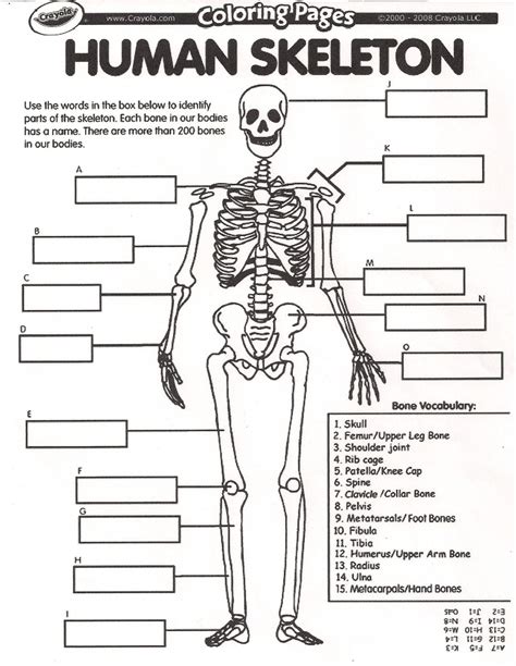 Skeletal Anatomy Worksheets - Free Printable Worksheet