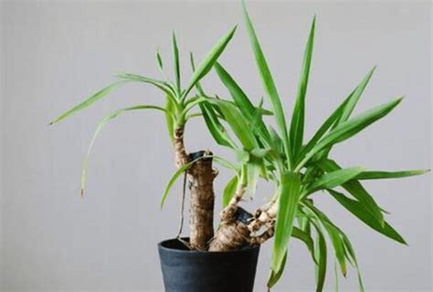 非常に長持ち！？青年の木 ユッカ の育て方とは？ 植物の暮らしサポートマガジン Plante【プランテ】