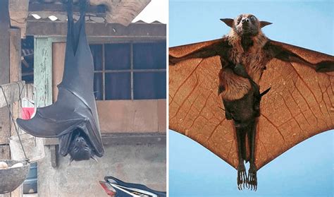 Cuánto mide el zorro volador filipino considerado el murciélago más