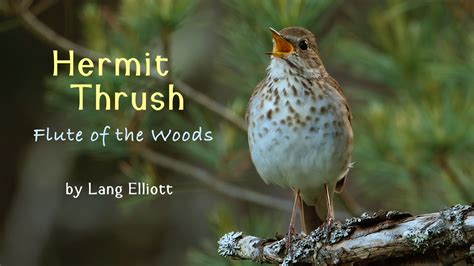 Hermit Thrush - featured image | Music of Nature