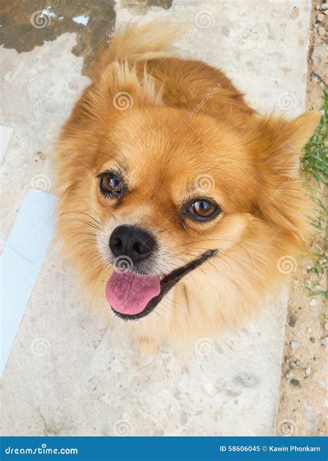 Pom pom dog stock image. Image of looking, little, purebred - 58606045