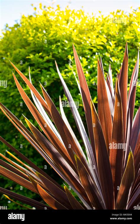 The Spiky Red Leaves Of The Cordyline Plant Stock Photo Alamy