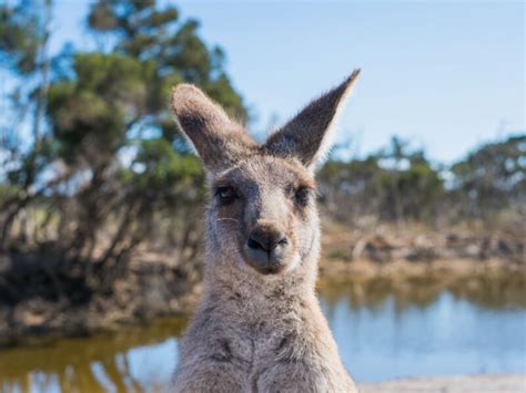 10 endroits pour découvrir les kangourous en Australie