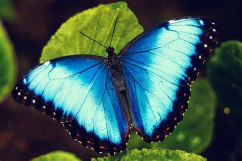 The Secret Lives Of Blue Butterflies Montana Public Radio