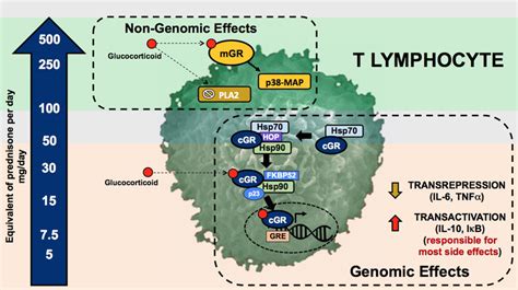 Genomic And Non Genomic Mechanisms Of Glucocorticoids Glucocorticoid