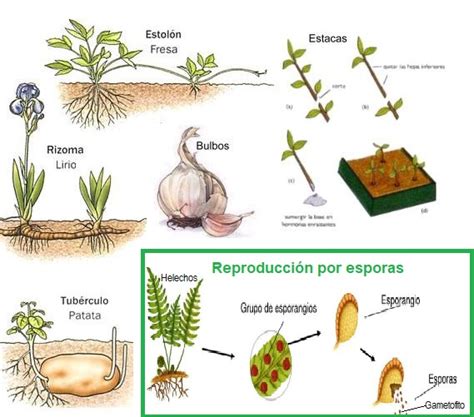 ReproducciÓn Sexual Y Asexual De Las Plantas