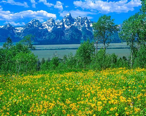 110 Wildflowers In Jackson Hole Stock Photos Pictures And Royalty Free