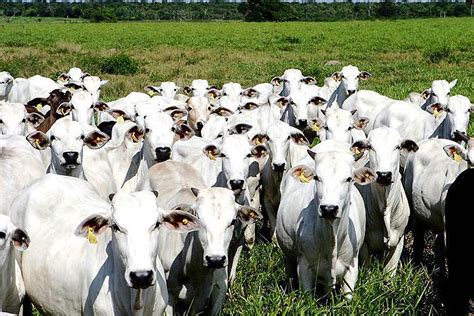 Criação de gado devasta Amazônia e abre caminho para o Geral