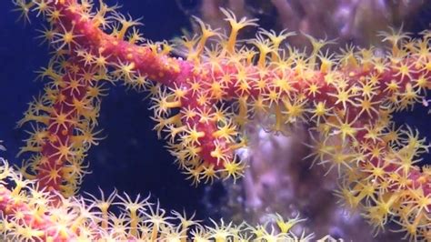 Gorgonian Coral Youtube