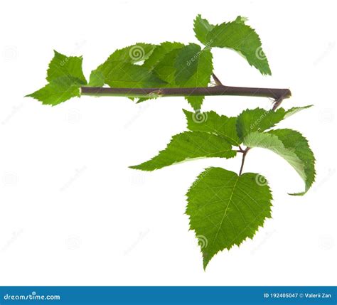 Hojas Verdes De Mora Negra Aisladas En Blanco Imagen De Archivo