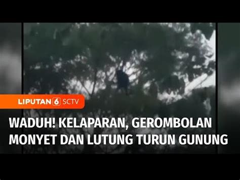 Serbu Permukiman Warga Gerombolan Monyet Dan Lutung Di Sukabumi Turun