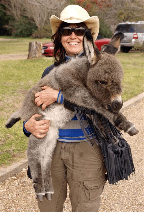 These Miniature Donkeys Might Possibly Be The Cutest Thing You Will See ...