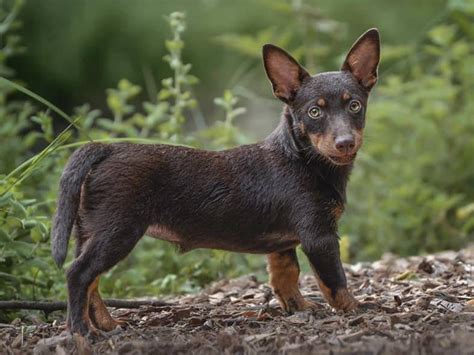 Des Fondues De Chocolat Levage De Lancashire Heeler Marolles En