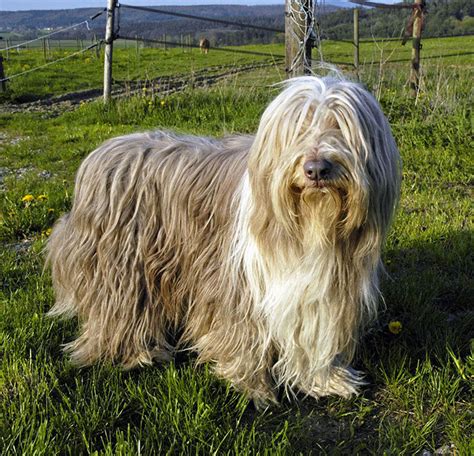 Collie Barbudo Bearded Collie Todo Sobre Esta Raza De Perros