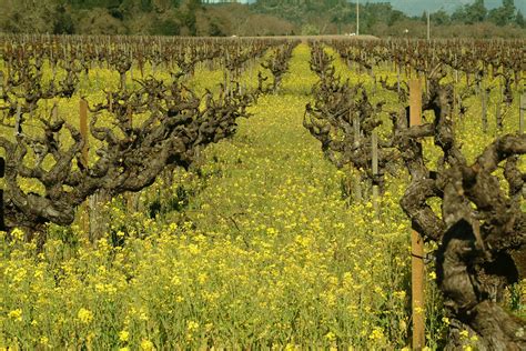 Old Vines That Still Make Great Wine Wine Enthusiast