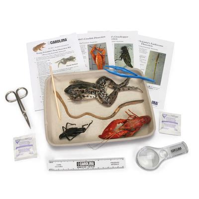 Carolina's Young Scientist™ Animal Dissection Kit | Carolina Biological ...