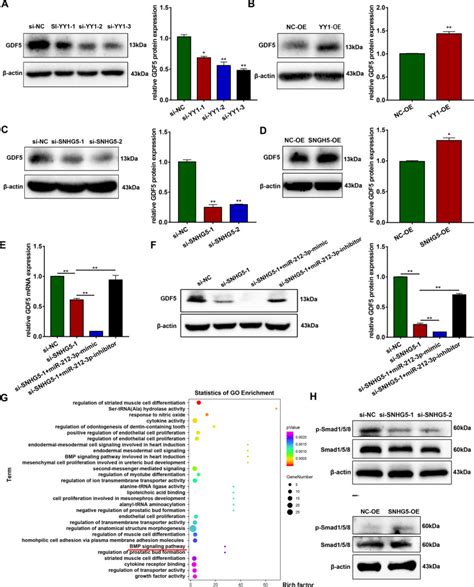 Long Non Coding Rna Snhg5 Promotes The Osteogenic Differentiation Of