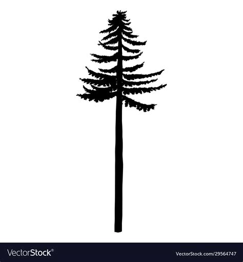 Tall Pine Tree