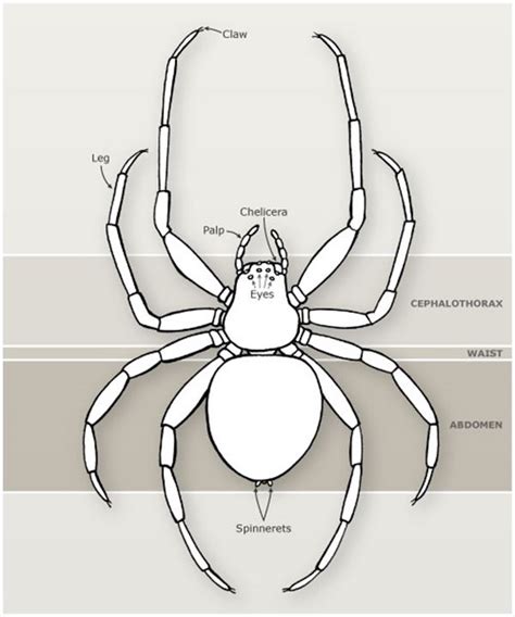 spider body parts diagram