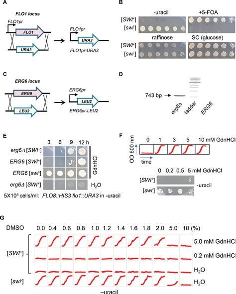 Figure From Identifying Anti Prion Chemical Compounds Using A Newly