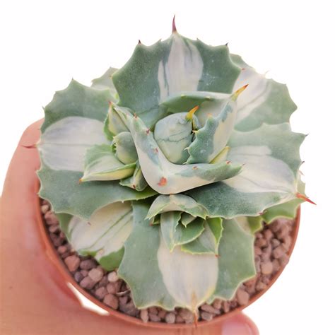 Agave Potatorum Var Verschaffeltii Cv Shoji Raijin Mediopicta Alba