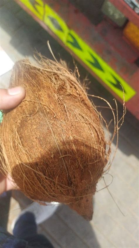 A Grade Solid Semi Husked Coconut Packaging Size 20 Kg Coconut Size