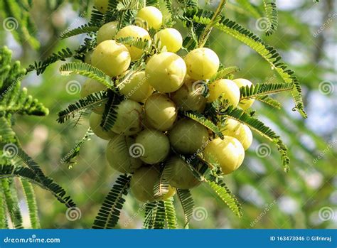 Green Indian Gooseberry Or Phyllanthus Emblica Stock Photo Image Of